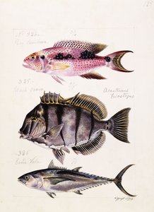Rey tambova etc, c.1850 by French School