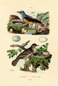 Roufus-tailed Rock-thrush by French School