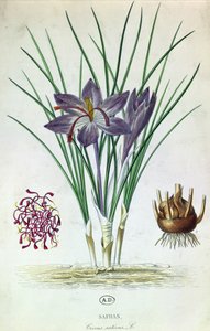 Saffron by French School