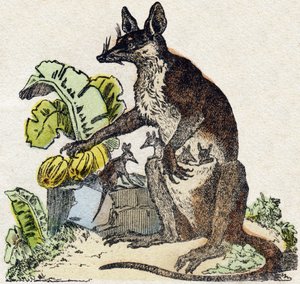 Sarigue (Possum) by French School