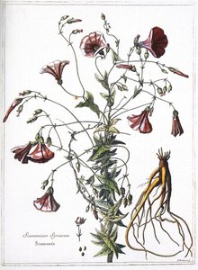 Scamoneum (Scamonium Syriacum) - from 