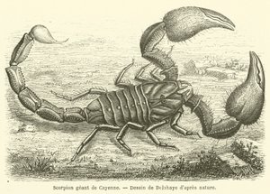 Giant Scorpion of Cayenne by French School