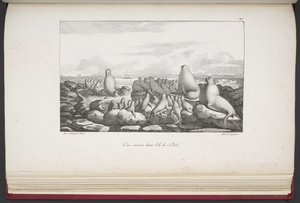 Seals on Saint Paul Island, from 