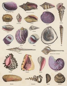 Seashells by French School