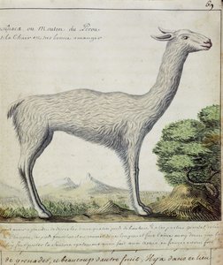 Sheep of Peru (Llama or Alpaca)