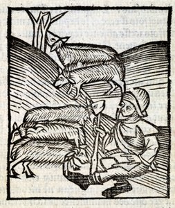 Shepherd Keeping His Lambs in 