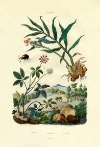 Shiny Spider Beetle, 1833-39