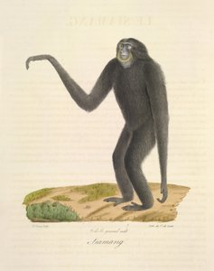 Siamang, from Histoire Naturelle des Mammifères