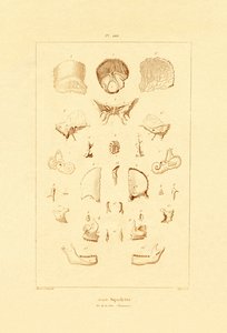 Skeleton by French School