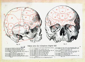 Skull with phrenologic indications after Franz Josef Gall