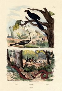 Smooth-billed Ani, 1833-39