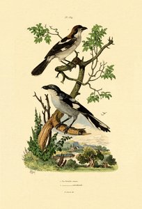 Southern Grey Shrike