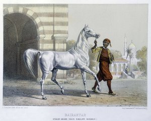 Arab Stallion, Bairaktar by French School