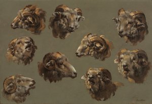 Studies of Ram Heads by French School