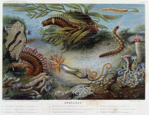 Sunapte de Duvernoy - in “The World of the Sea” by Alfred Fredol, ed. Paris, Hachette
