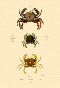 Swimming Crabs by French School