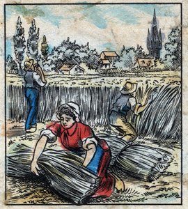 Textile, Flax: Agriculture. Collects Linen that is Assembled in a Boot to be Dry. Engraving. Epinal Imaging Late 19th Century by French School