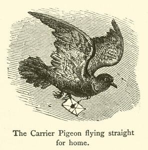 The Carrier Pigeon flying straight for home