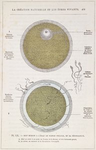 The Fertilisation of a Human Egg, from La Creation Naturelle et les Etres Vivants by Dr. J. Rengade by French School