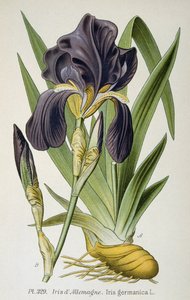 The German Iris Flower