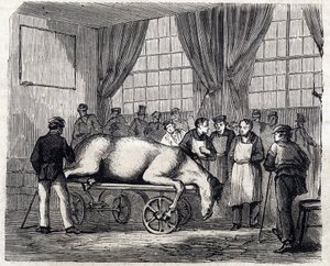 The National veterinary school of Alfort - Les grandes écoles de France - école veterinaire de maison alfort en 1866 - la salle d