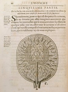 The Structure of the Brain, from De Homine Figuris by Rene Descartes