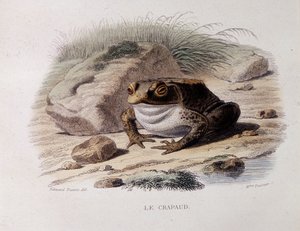 The Common Toad (Bufo bufo) - in “Lacepede” by French School