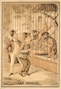 The monkeys by French School