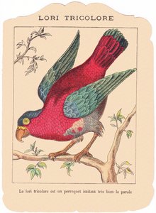 The tricolor lorry is a parrot that imitates speech very well, late 19th century by French School