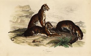 Tiger by French School