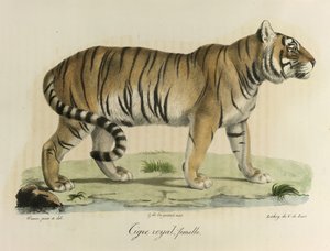 A female royal tiger, from Histoire Naturelle des Mammifères by French School