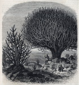 Tree Euphorbia in East Africa (Sudan). Engraving by Freeman in 