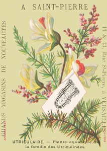 Utricular - Aquatic Plant of the Utriculinees Family by French School