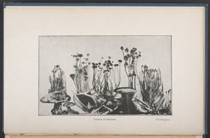 Osmotic Vegetation, Fig. 62, p. 163, from 