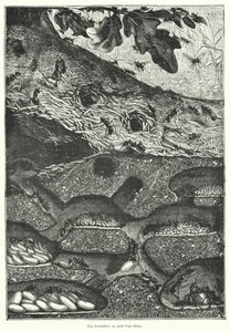 View of the Interior of an Ant Colony at the Foot of an Oak Tree by French School
