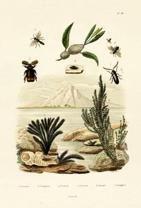 Wasp
