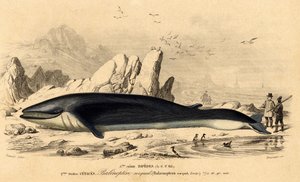 Whale or Baleinoptere by French School