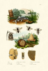 White Aspe, 1833-39 by French School