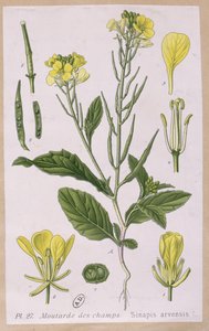 Wild Mustard