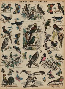 Wild Birds by French School