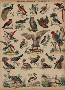Wild birds by French School