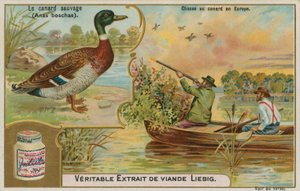 Wild Duck; Duck Hunting in Europe