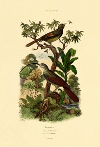Woodcreeper
