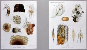 Work on Silkworm Disease Presented by Pasteur at the Academy of Sciences