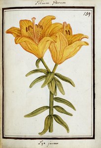 Yellow Lily, c.1700