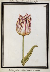 Yellow Tulip with Red and Black Streaks