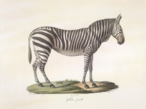 Female zebra, from Histoire Naturelle des Mammifères by French School