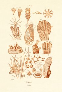 Zoophytes by French School