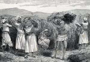 Common smilax or sarsaparille or rough bindweed harvesting in Peru (engraving, 1888)