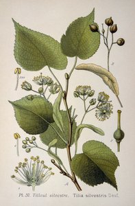 Leaves of the 
